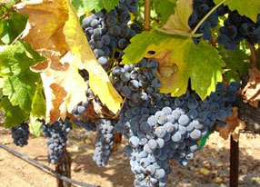 Виноград, растущий в Долине Напа