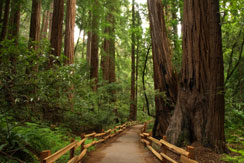 Muir Woods, San Francisco suburbs