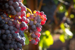 Wine grapes grown in Napa and Sonoma Valleys, California, USA
